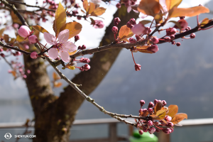Le printemps en Autriche. (Photo par la danseuse Diana Teng)