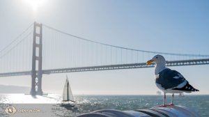Une mouette perchée sur la baie de San Francisco. (Photo du danseur Kenji Kobayashi)