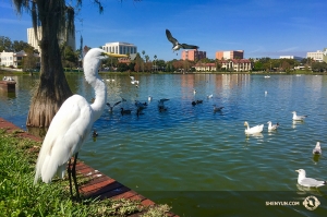 Et, avant le top départ pour une série de douze représentations à Philadelphie, la Shen Yun International Company achève sa tournée en Floride, en se produisant dans la bien nommée ville de Lakeland. (Photo de la projectionniste Annie Li)