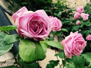 ….tandis qu’en Angleterre, les roses abondaient pendant la visite d’un groupe de danseuses. Si vous connaissez l'art traditionnel chinois, vous aurez remarqué qu'ils avaient une fascination pour les représentations de petites créatures sur les fleurs et les légumes. (Photo de la danseuse Diana Teng)