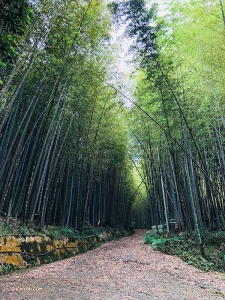 Non loin du Japon, le danseur Jeff Chuang se promène paisiblement à travers une forêt de bambous à Alishan, Taïwan...