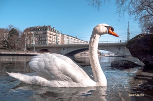 Un amical cygne suisse approche, il est tr&egrave;s photog&eacute;nique ! (Photo de Monty Mou)<br />