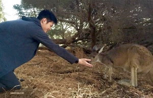 Nous aimons rencontrer les habitants, partout o&ugrave; nous allons. Le danseur Teo Yi salue un nouvel ami de Kangaroo Island &agrave; Perth. (Photo de l'ing&eacute;nieur lumi&egrave;re Benny Chan)<br />