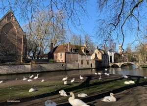 Wijngaardplein, a small park home to a bevy of swans.

(Photo by Han Ye)