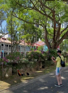 En explorant les rues de Singapour, TK Kuo croise des poules au bord de la route.